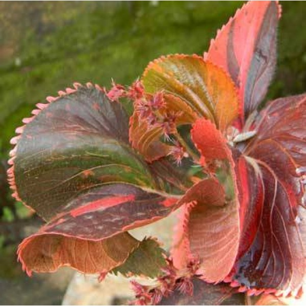 Acalypha Copper Plant - Accalipha Twisted Red